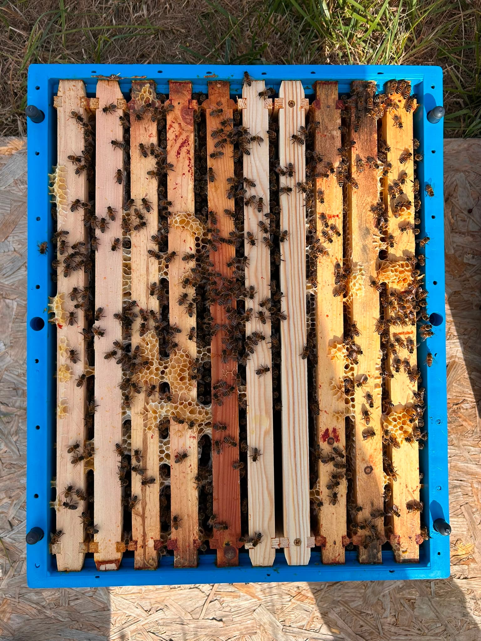 Looking down into an open hive at frames covered in bees
